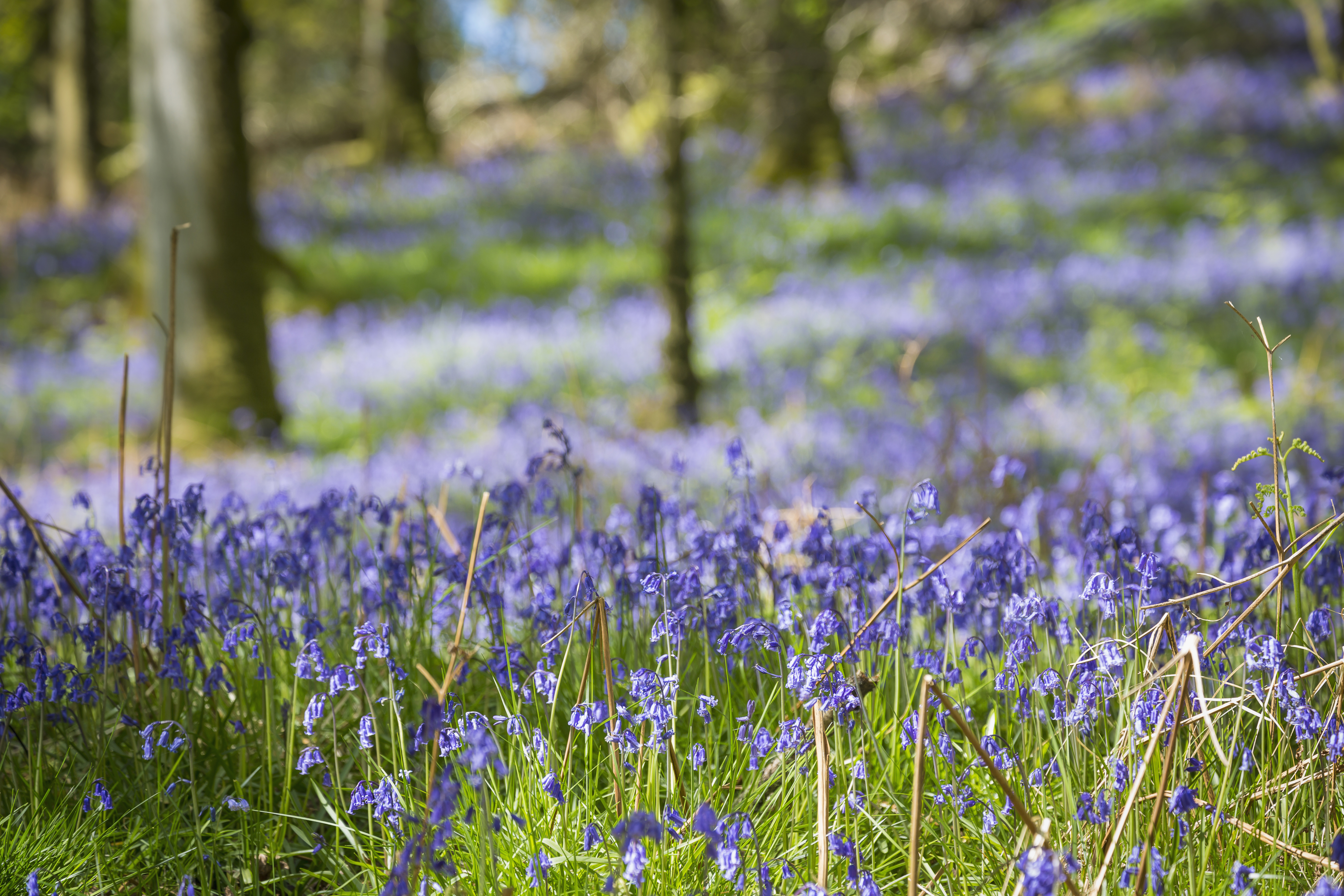 Jacinthes au printemps à Inchcailloch, une île du Loch Lomond située à proximité de Balmaha.