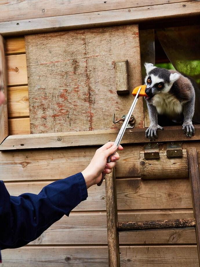 A person feeding a lemur at Askham Bryan Wildlife and Conservation Park