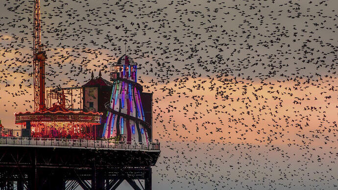 Large flock of birds at sunset over a fairground on a pier