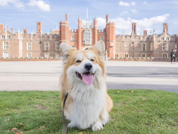 Dog sat on the grass in front of a large palace
