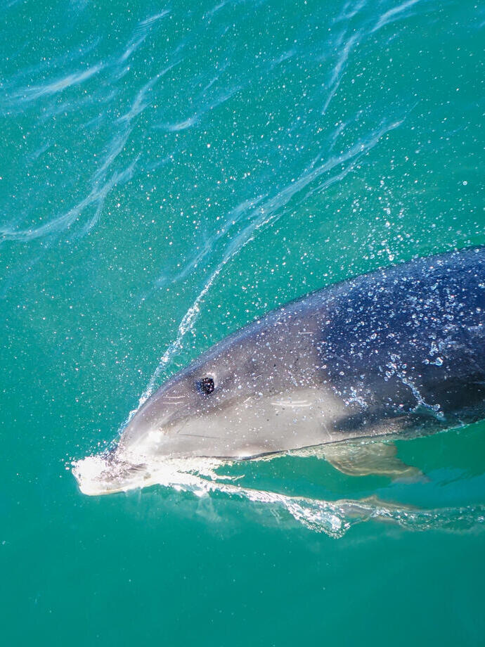 Évent de dauphin, gros plan, Torbay Devon, Angleterre, Royaume-Uni