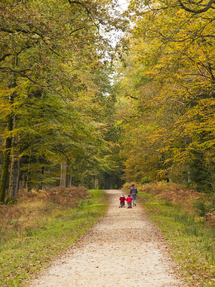 Mother and children walking along a path in a wood in early Autumn
