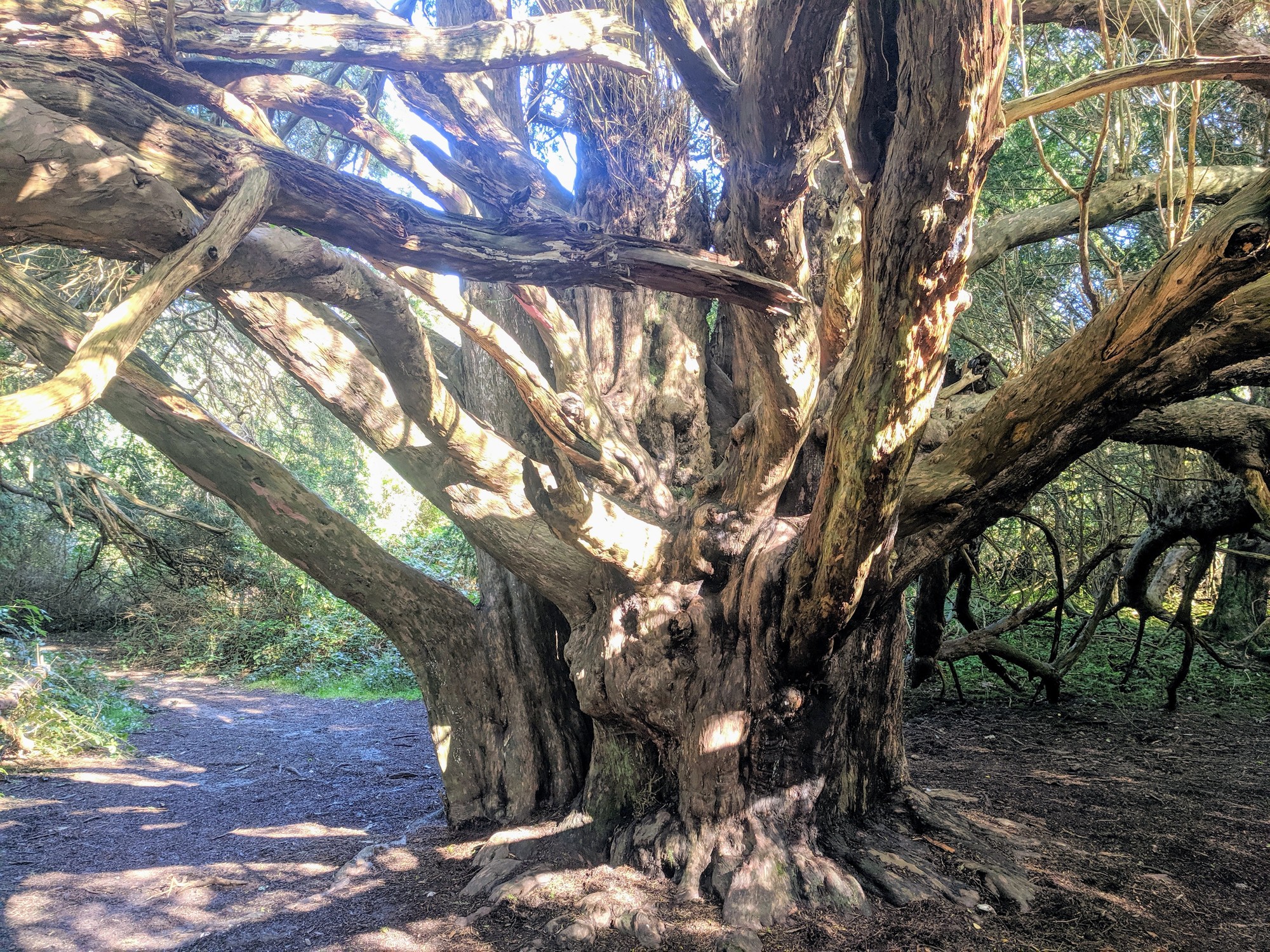 Reserva natural de Kingley Vale