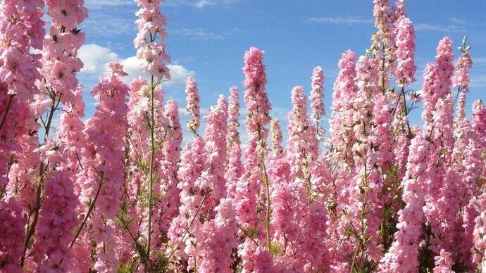 Gros plan sur des fleurs roses