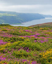 Blick über wilde Heide und Ginster in Richtung Küste