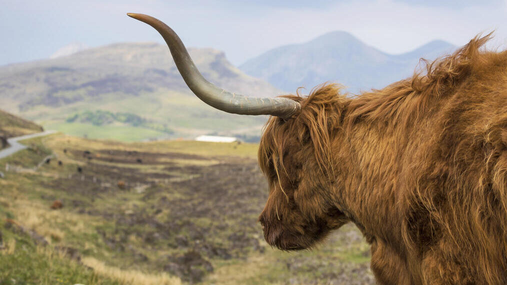 Vache des Highlands