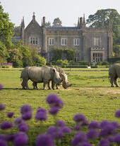 Three rhinoceros grazing in a wildlife park, with historic house in the background