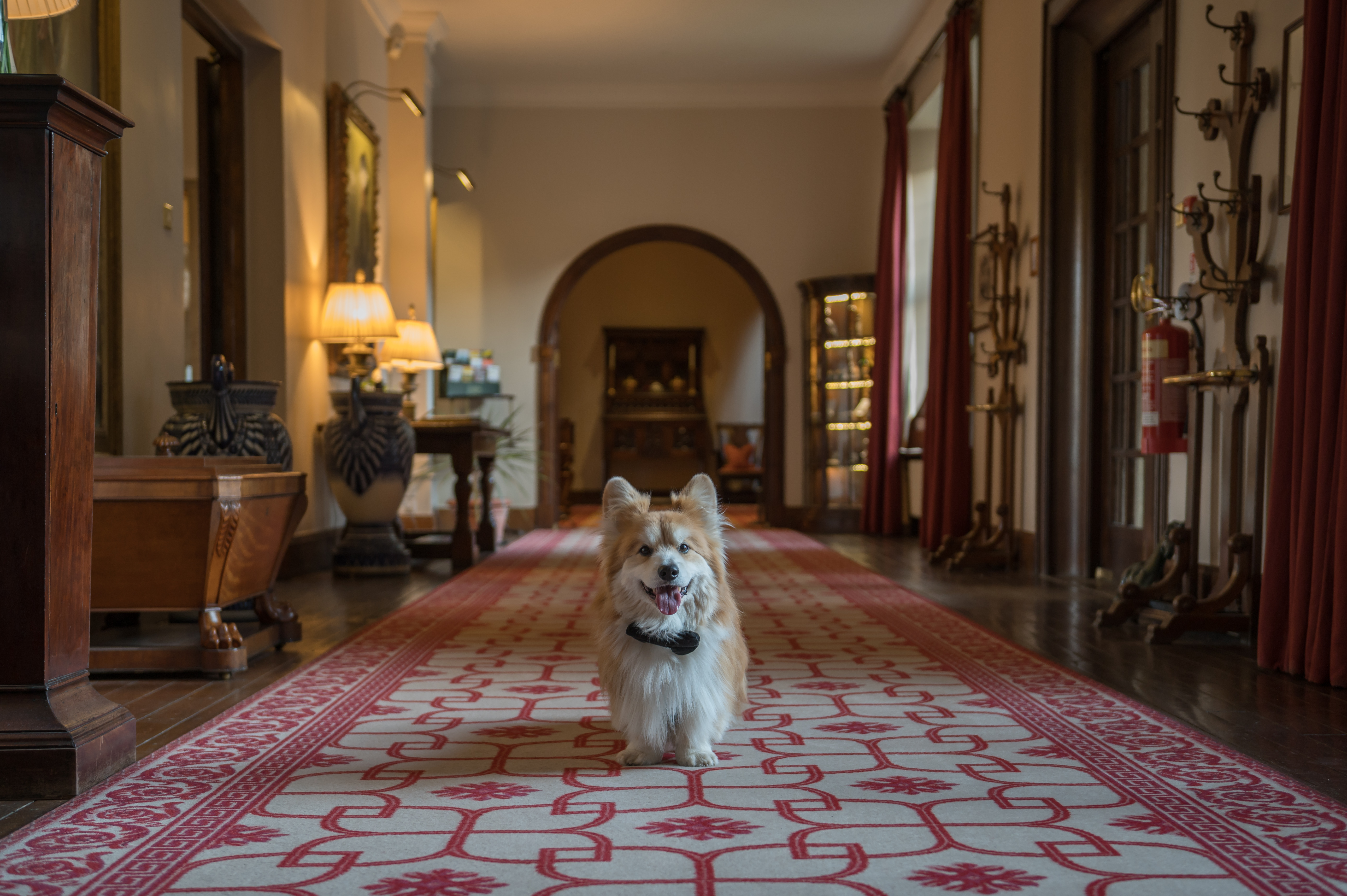 Dog standing in the hallway of a hotel