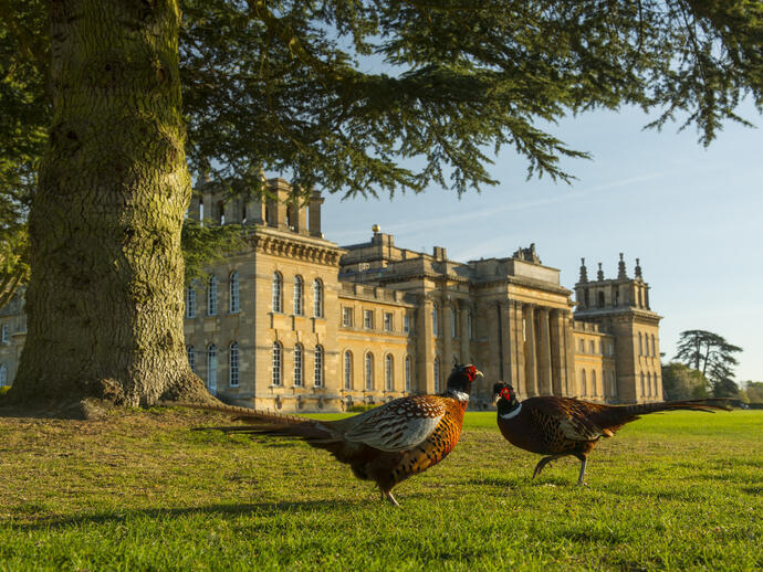 Two pheasants on the grass in front of a palace