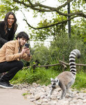 Two people taking a picture of a ring-tailed lemur in Chester Zoo