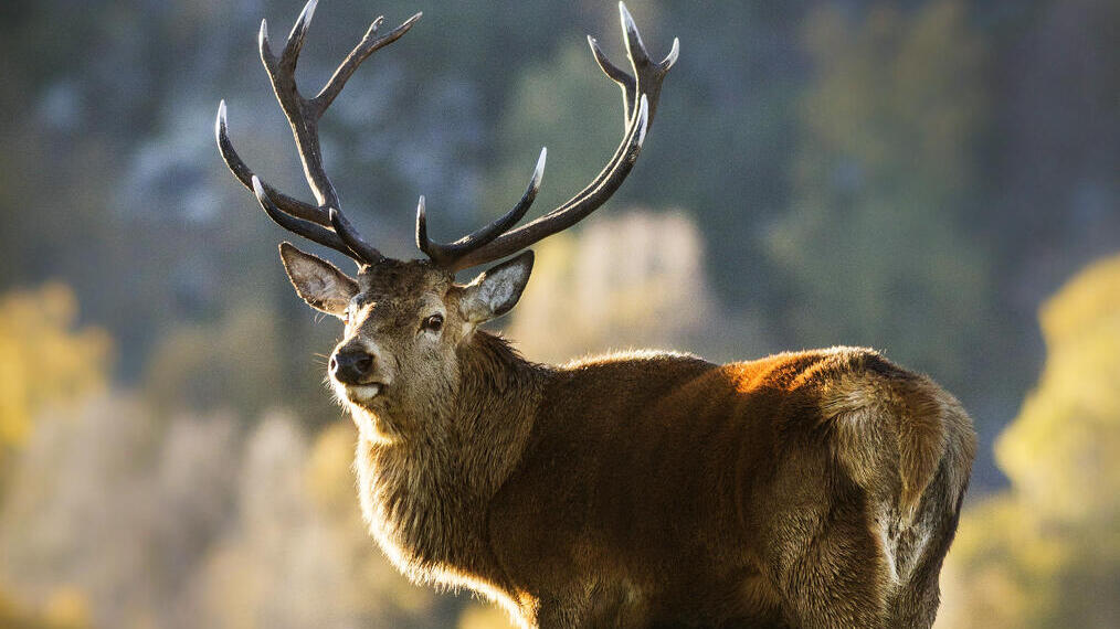 A red deer stag standing in a wildlife park in Kincraig.