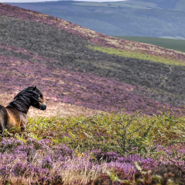 A wild pony standing in the heather on the side of a hill.