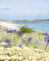 Flowers growing on a hill overlooking a beach on Tresco Island, Cornwall