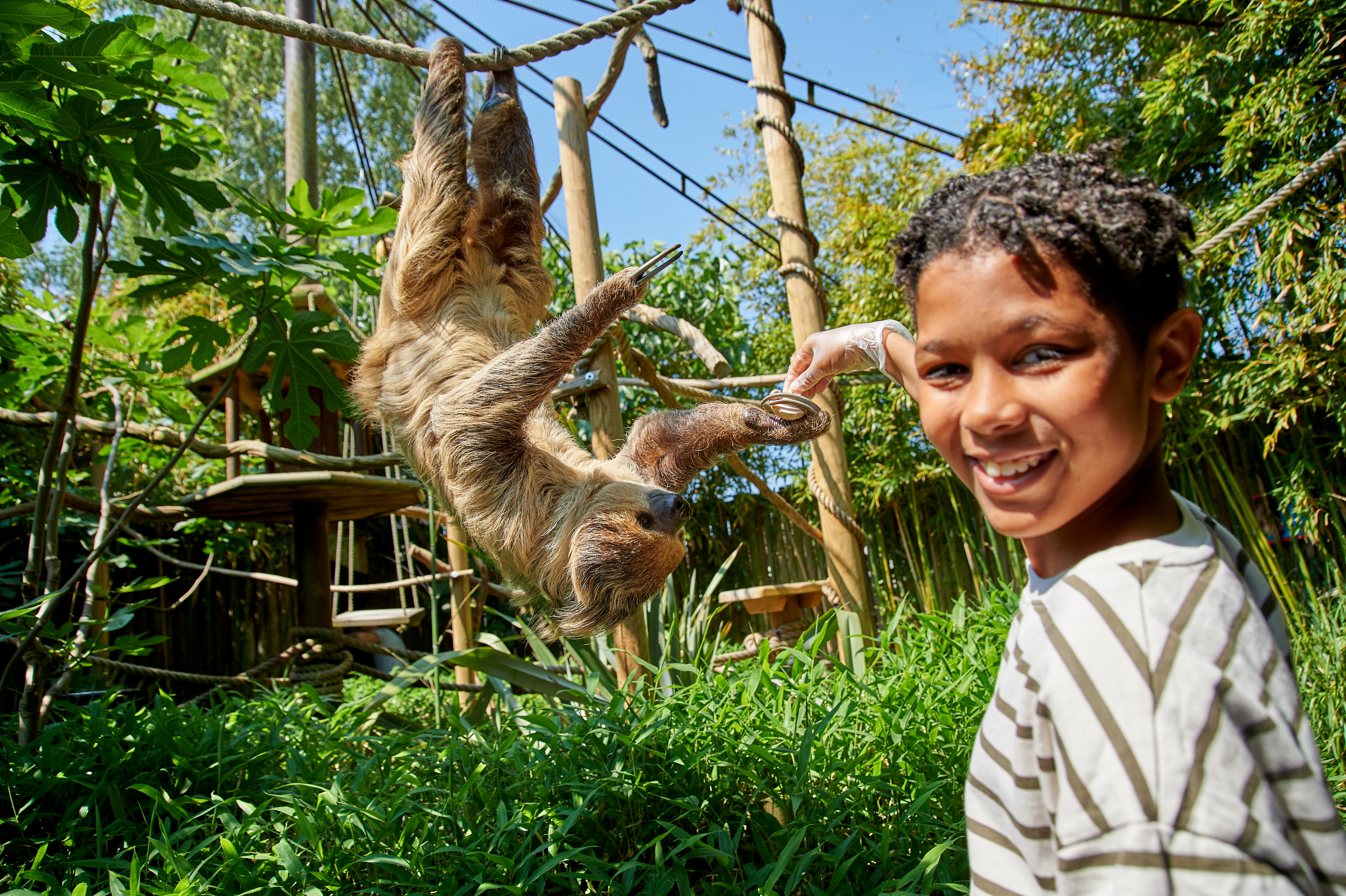 Un niño alimentando a un perezoso en Drusillas Park