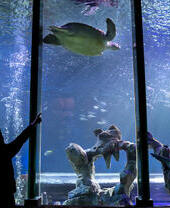 People looking at a sea turtle in an aquarium.