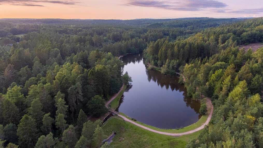 A sweeping view of a large forest and its winding river.