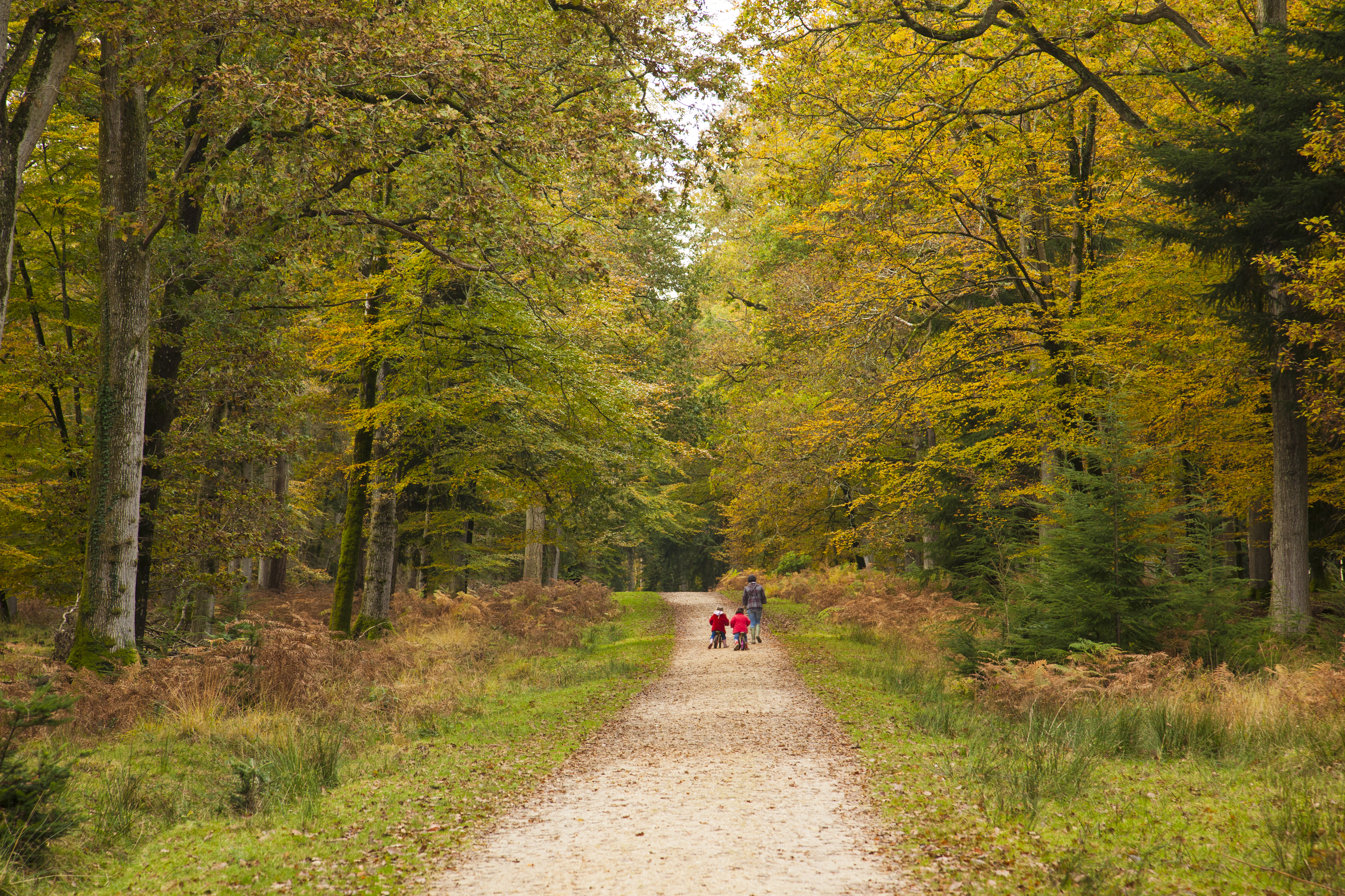 Mother and children walking along a path in a wood in early Autumn