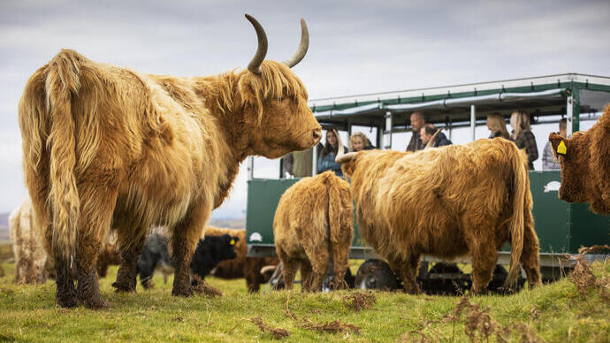 A couple taking a guided farm experience among Highland cattle and sheep from a purpose-built trailer.