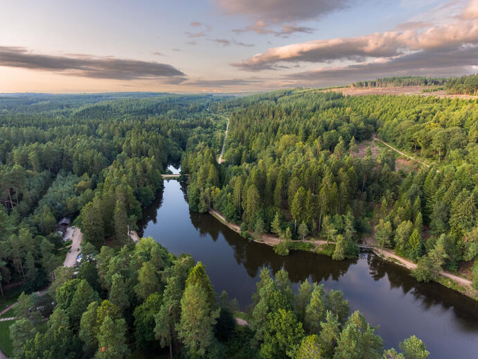 An aerial view of of a large forest and its winding river.