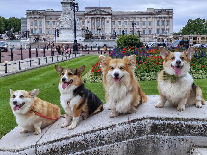 Four dogs sat on a stone wall near a palace