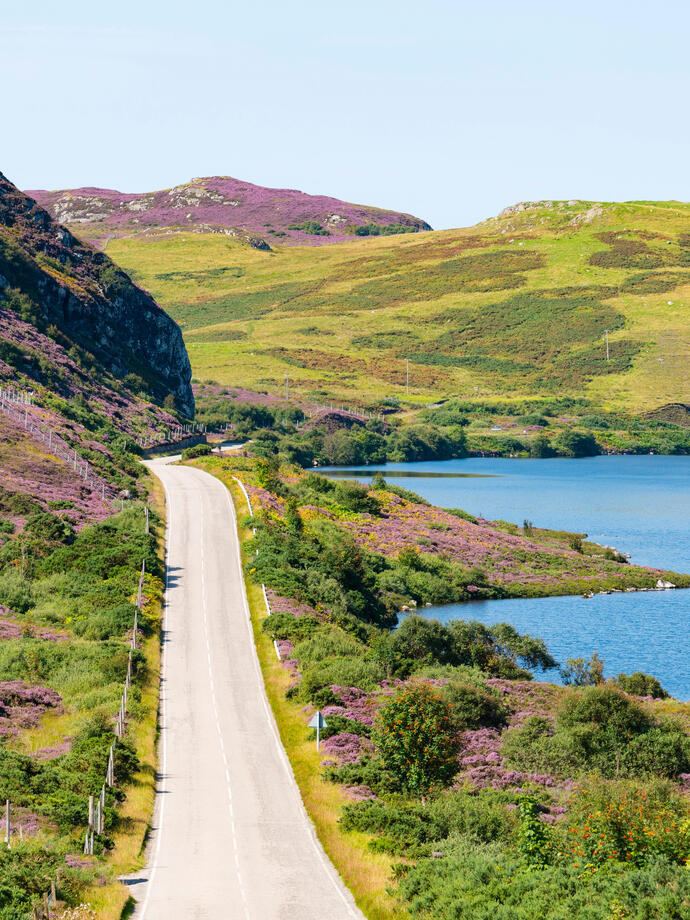 Eine Küstenstraße, die durch mit violettem Heidekraut bewachsene Hügel führt, rechts davon das blaue Meer