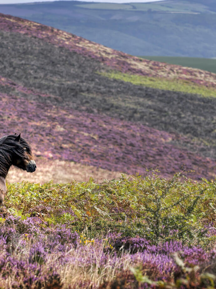 A wild pony standing in the heather on the side of a hill.
