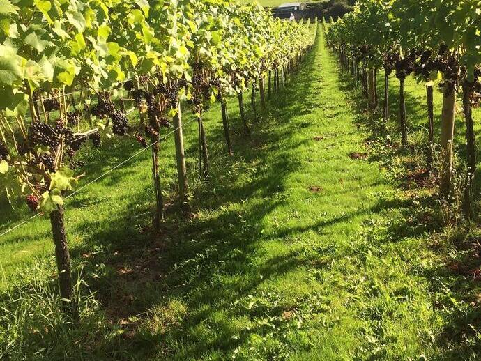 Vigneto White Castle