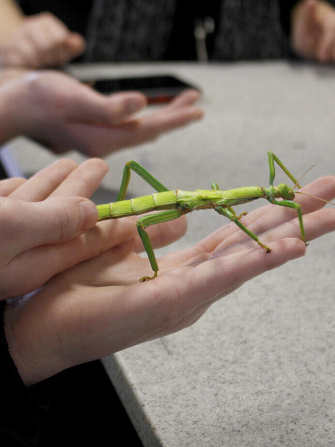 La ferme d'insectes du Dr Beynon