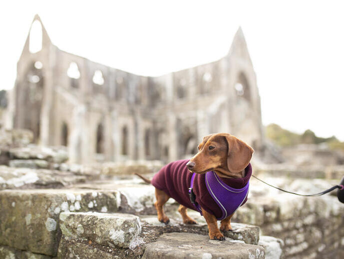 A sausage dog out the front of the ruins of an old Abbey.
