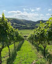 View of Gwinllan Conwy Vineyard with countryside views in the background