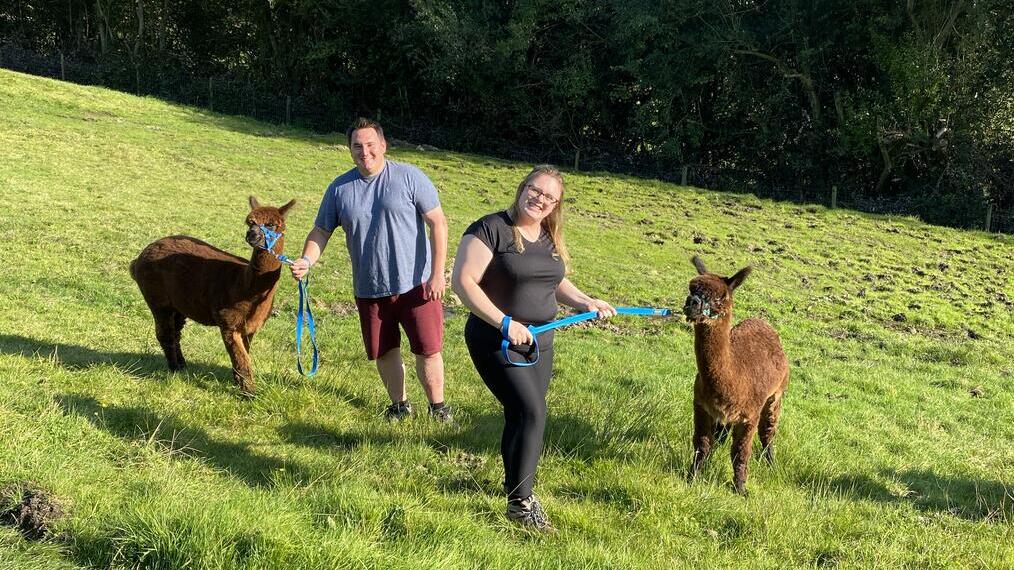 Expérience avec des alpagas à la ferme Naze View
