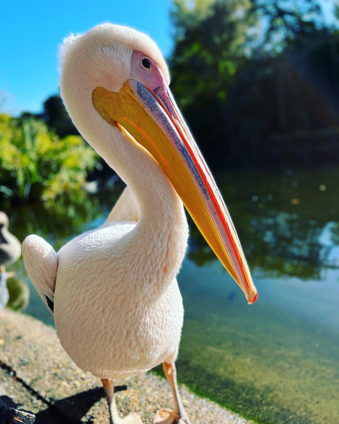 Close up of a bird at St James's Park