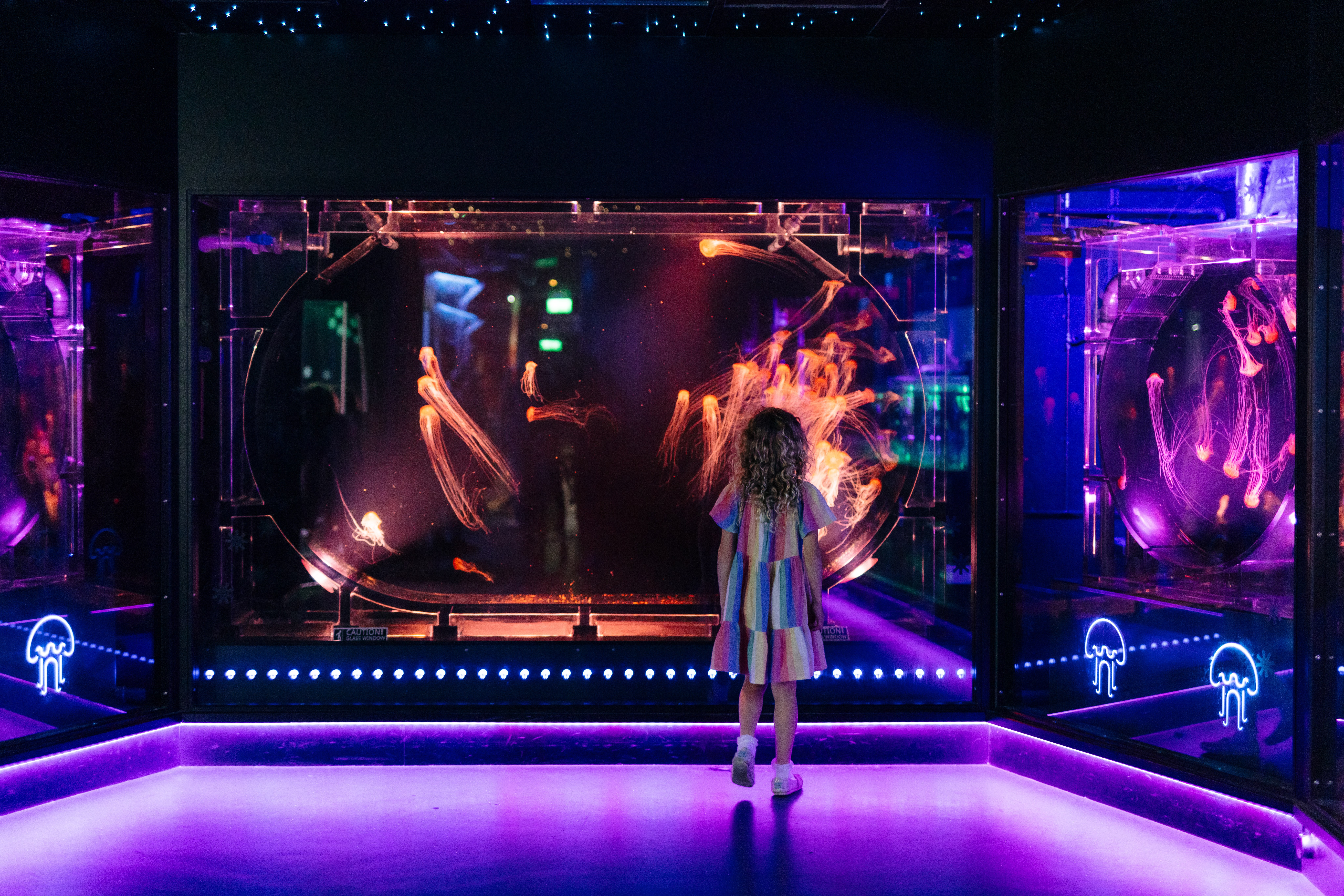 Una niña observa un tanque con medusas