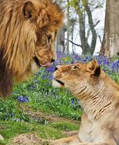 Un león y una leona mirándose el uno al otro en el zoológico de Dartmoor