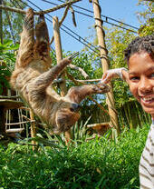 A boy feeding a sloth at Drusillas Park