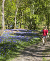 Person walking on a path surrounded by bluebells and trees