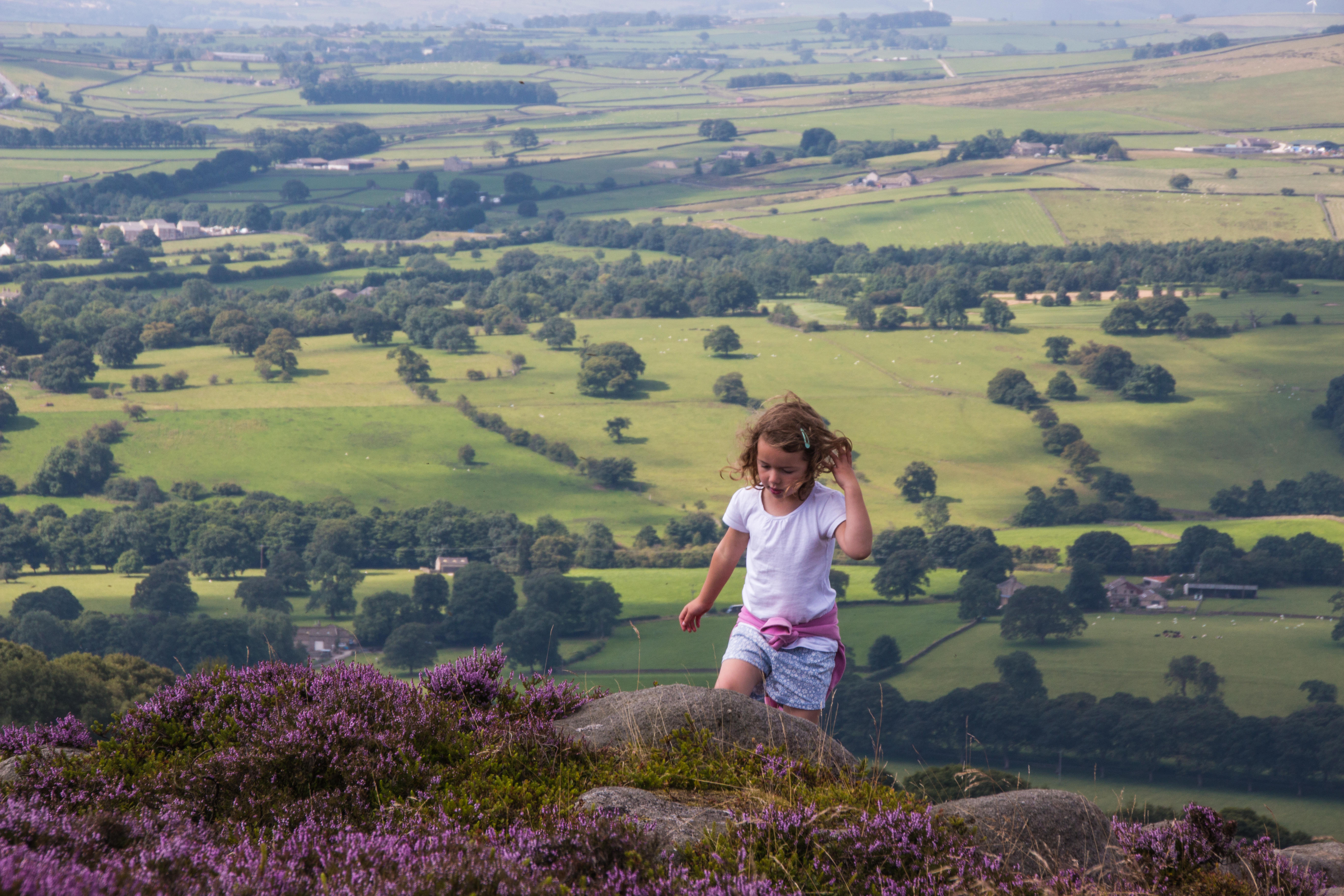 A child walking in the heather covered moors.