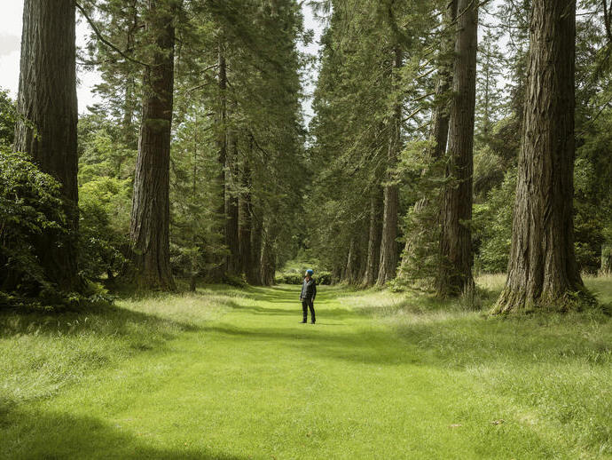 Man standing beneath avenue of tall trees at Benmore Gardens